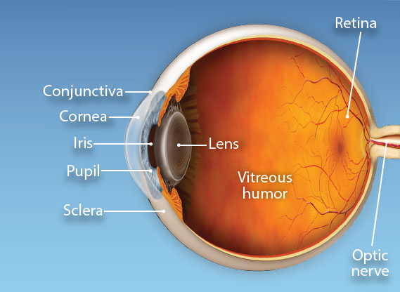 The different parts of the eye Iris Behind the clear cornea is a thin layer - photo 2