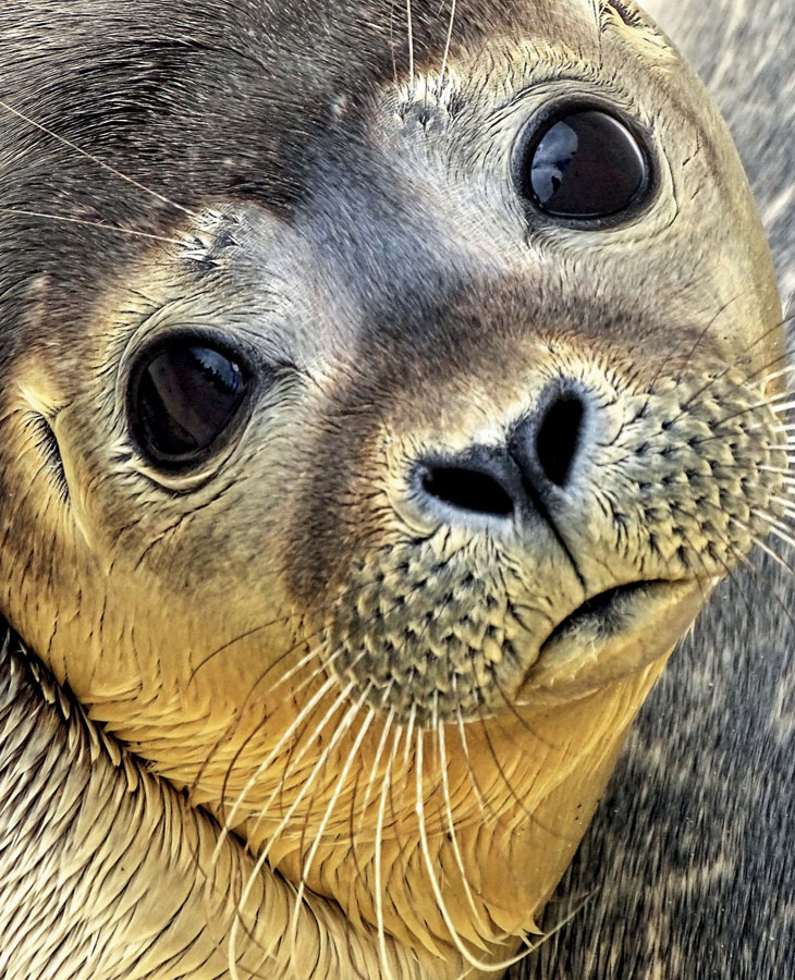 Above A common seal pup in the North Sea FOREWORD - photo 3