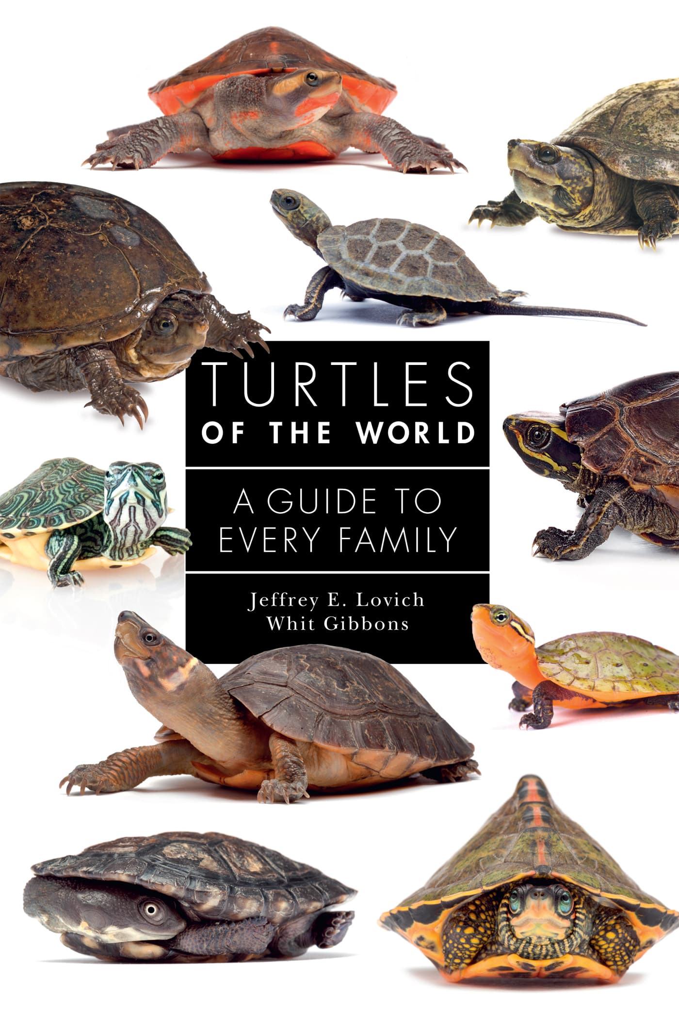 TURTLES OF THE WORLD A GUIDE TO EVERY FAMILY Jeffrey E Lovich and Whit - photo 1