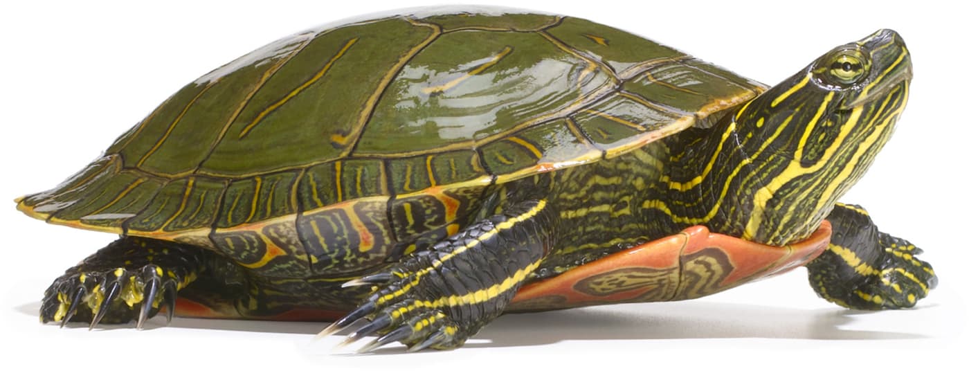 INTRODUCTION Turtles are arguably the most successful vertebrates to have ever - photo 3