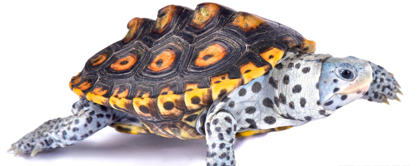 The beautiful Diamond-backed Terrapins of North America live only in brackish - photo 4