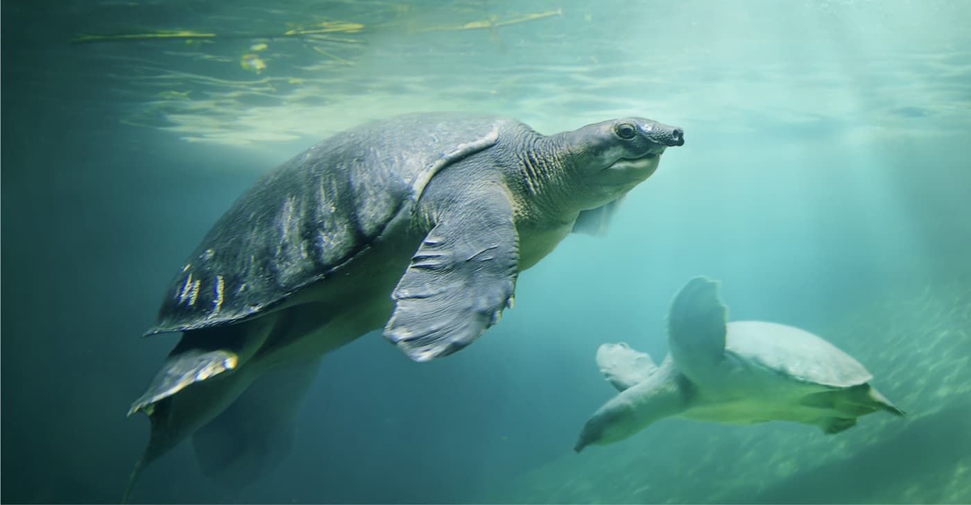 The Pig-nosed Turtle of Australia and New Guinea is the only species in its - photo 6