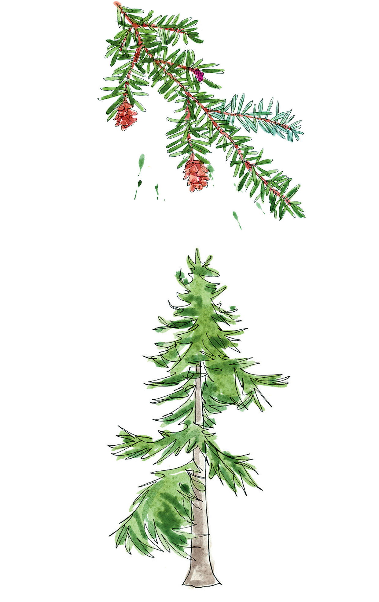 Western Hemlock Norway Spruce Picea abies Spruces are easily distinguished by - photo 12