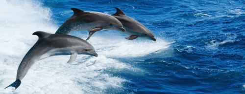 Gregariousness Groups of common bottlenose dolphins often travel together - photo 2
