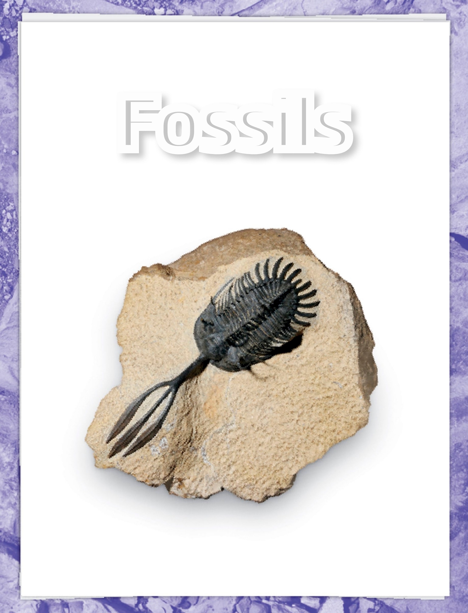 My Book of Fossils Fossils Author Dr Dean Lomax Content s W hat - photo 3