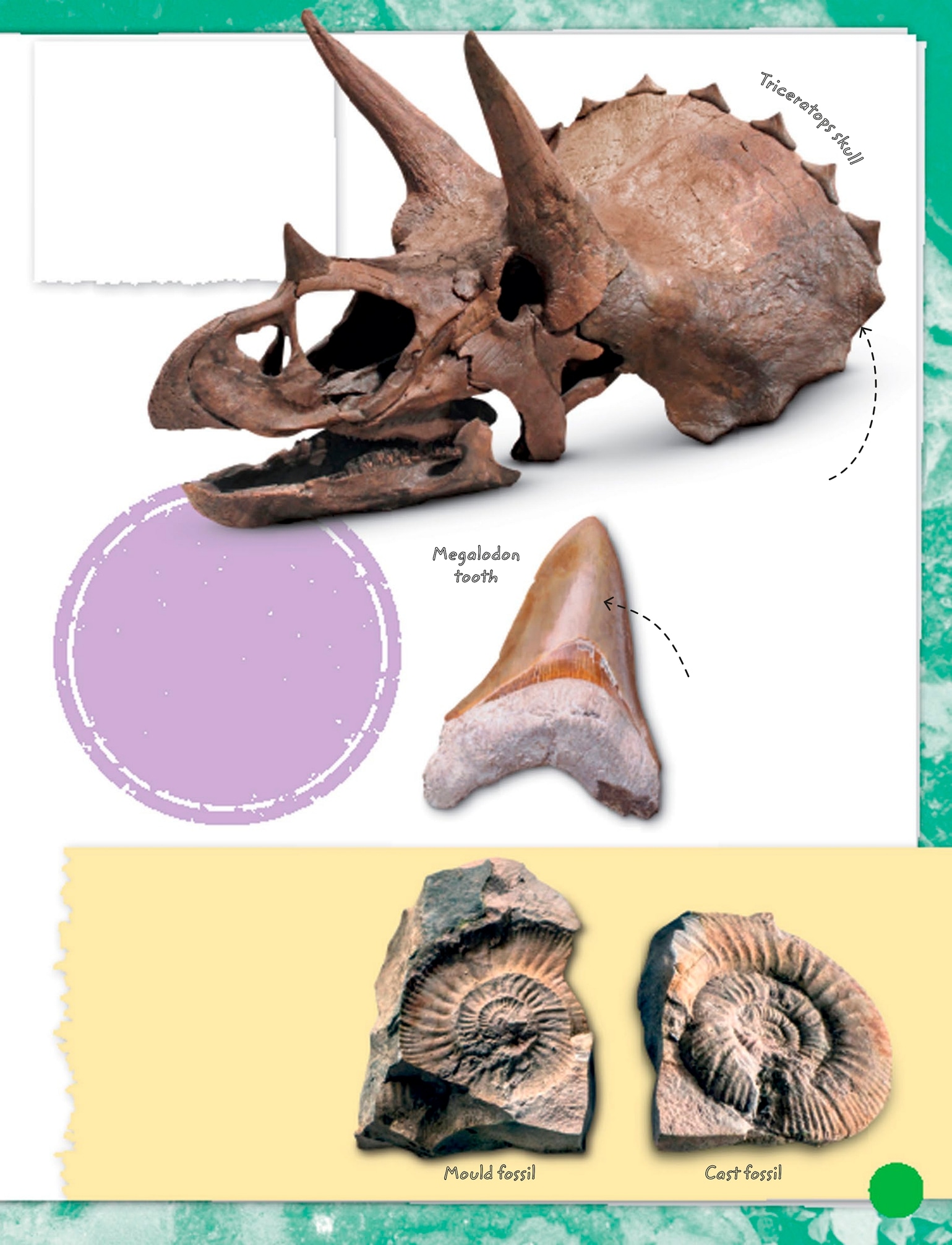 Moulds and casts If an animal or plant becomes buried its body parts might - photo 9