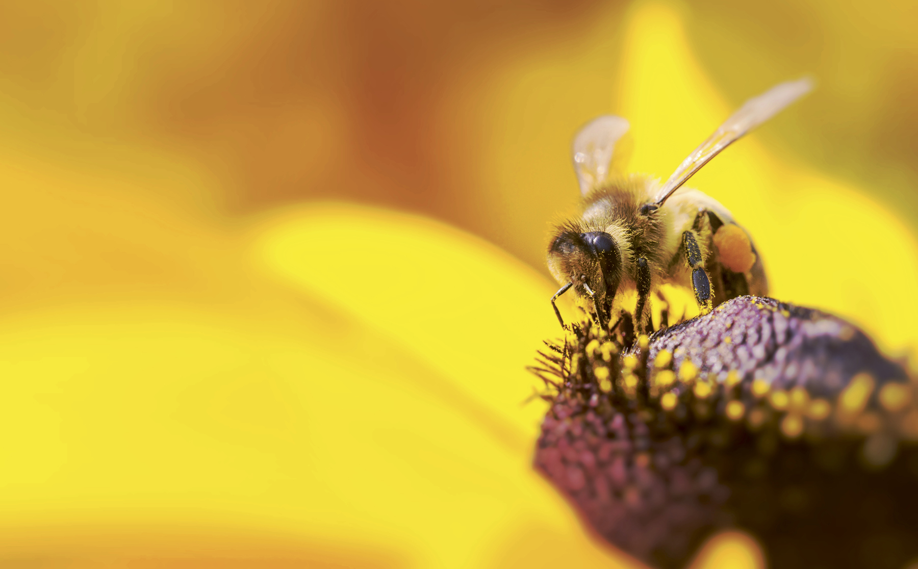 A western honeybee collects nectar and pollen from a coneflower This - photo 2