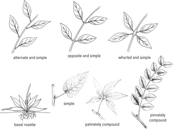 Figure 1 Leaf Arrangement Figure 2 - photo 1