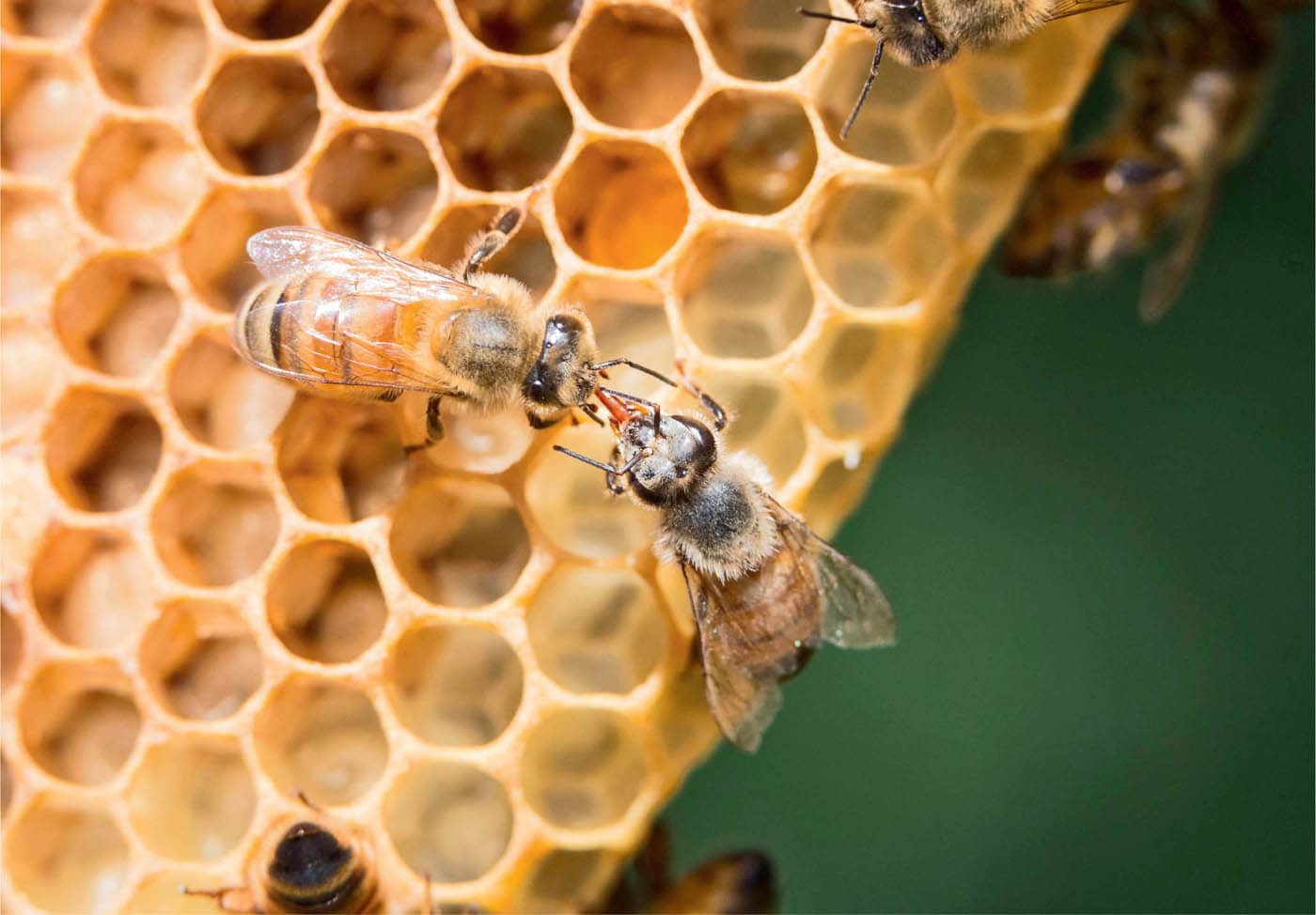 As beekeepers how do we respond to these increasing threats to managed honey - photo 5