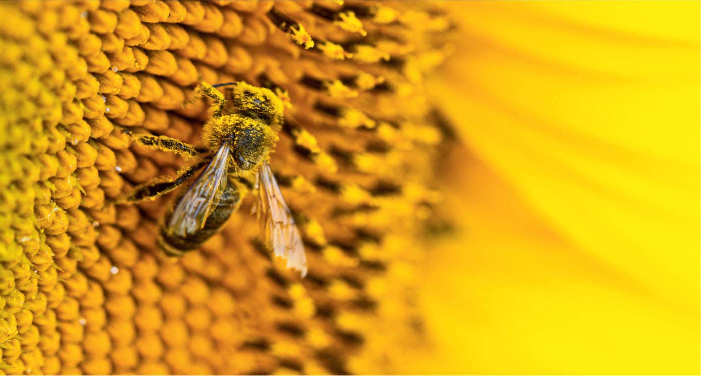 As beekeepers how do we respond to these increasing threats to managed honey - photo 6