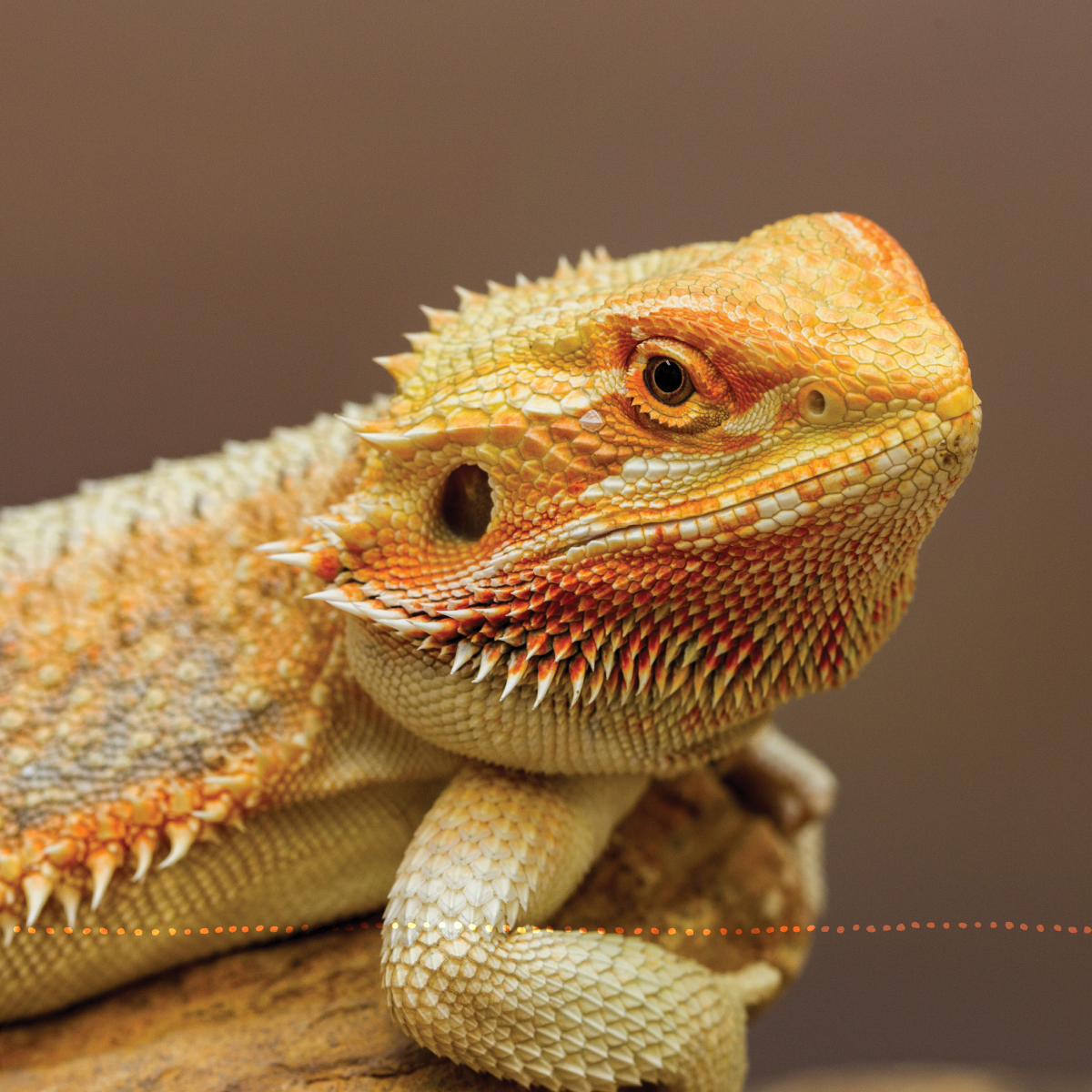 Im a relative newcomer to bearded dragons but I have quickly fallen under - photo 4