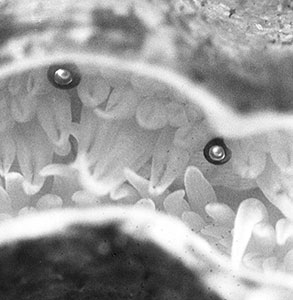 Fig 1 Two eyes of the scallop Pecten maximus looking out between the - photo 4