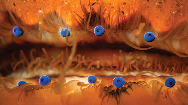 Plate 1 Blue eyes of the Atlantic bay scallop Argopecten irradians looking - photo 5