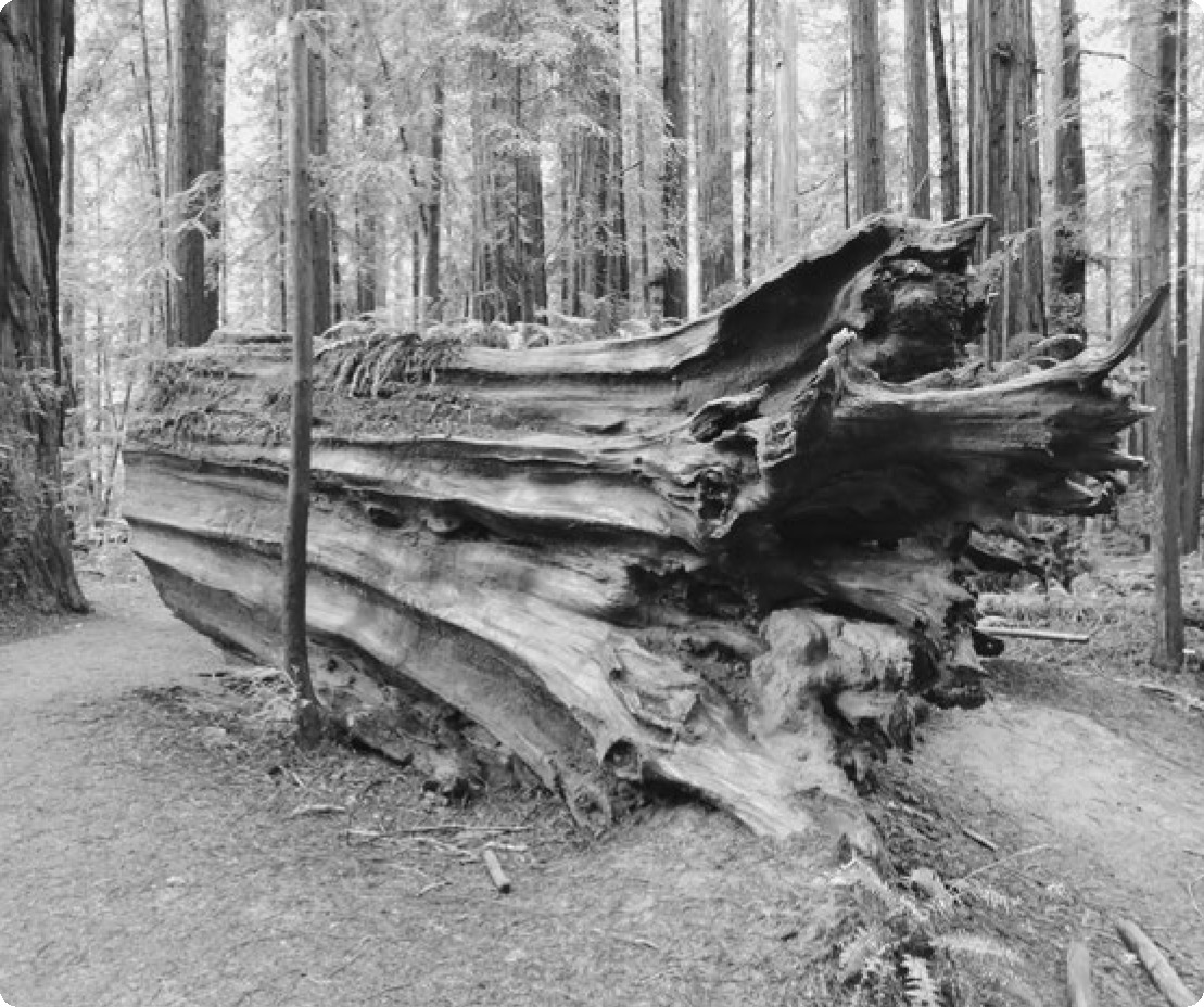 Fallen redwood Humboldt Redwoods State Park California Introduction WHEN MY - photo 7