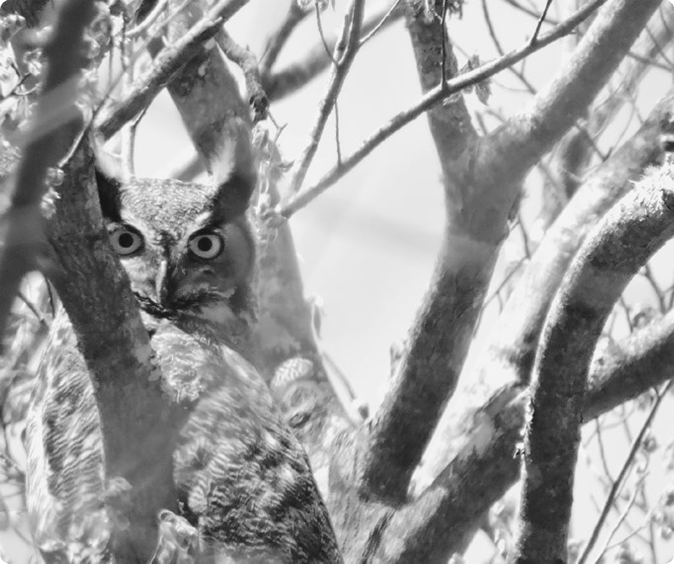 Great horned owl Albro Woods Rhode Island Copyright 2022 by Peter - photo 2