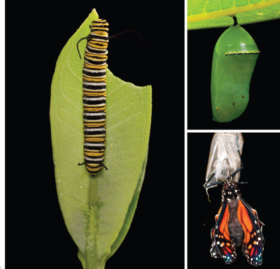FIGURE 11 The monarch butterfly in three stages a a caterpillar eating a - photo 10