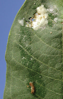 FIGURE 12 An unlucky monarch butterfly caterpillar that died after taking its - photo 11