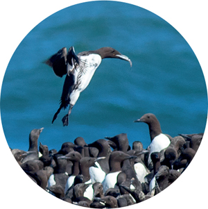 A Common Murre lands at its breeding colony with a fish Seasonal pulses of - photo 7