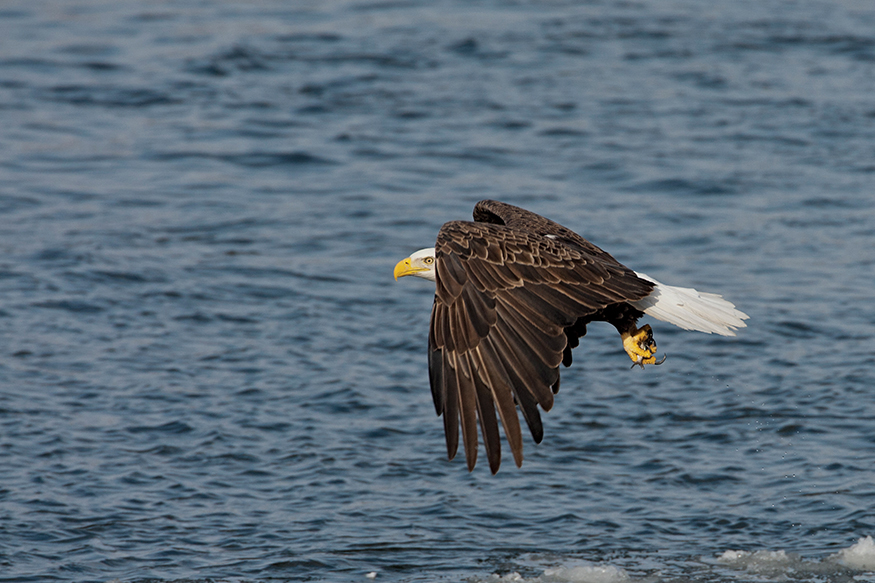 The majesty of eagles If youve ever seen an eagle fly gracefully over an - photo 4