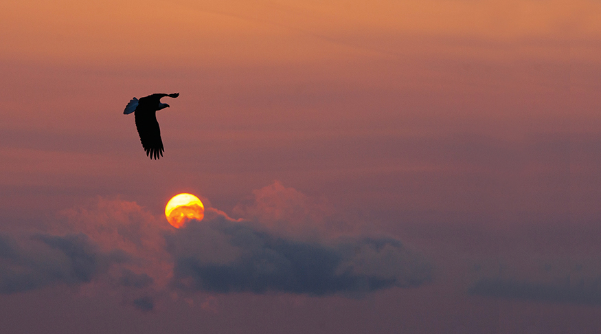 The majesty of eagles - photo 3