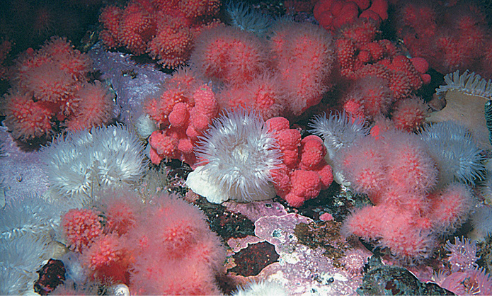 Short plumose anemones and soft coralMuch of the region is remote and wild and - photo 7