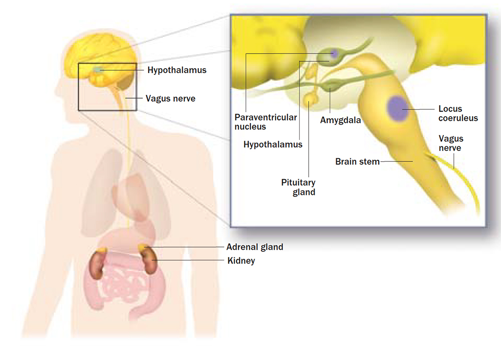 Credit Illustration by Thomas Braun GG Organs Break Down Our new knowledge - photo 4