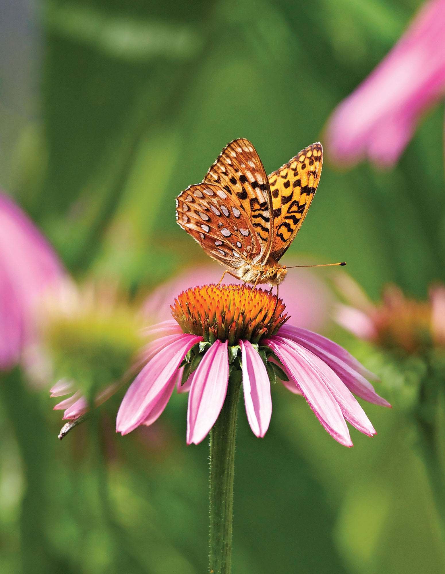 CAROL L EDWARDS Great spangled fritillary on purple coneflower PROVIDE GOOD - photo 6