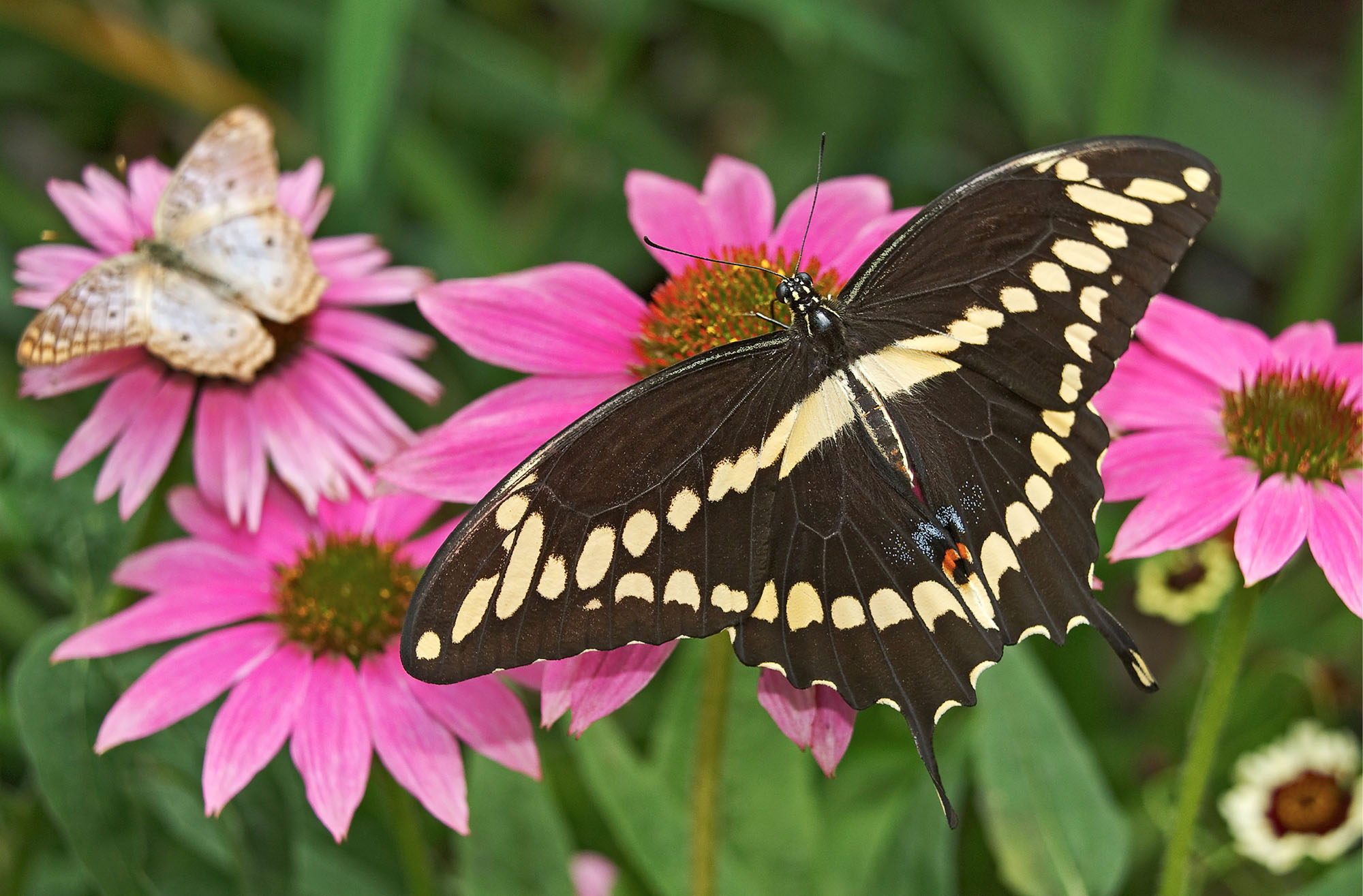 DAVE WELLING Giant swallowtail on coneflower Make room for milkweed Host - photo 7