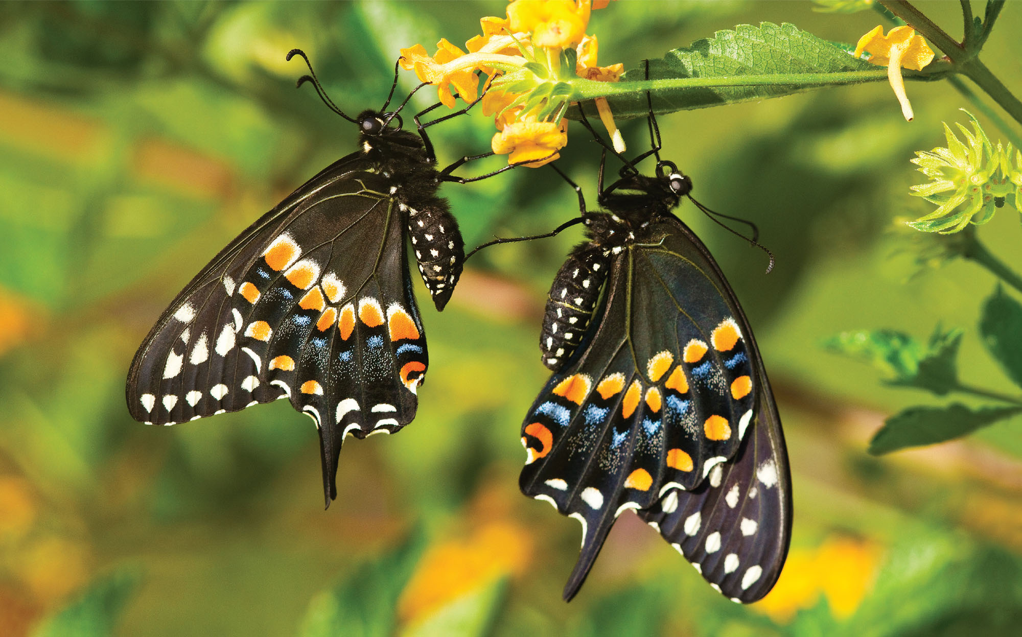 RICHARD DAYDAYBREAK IMAGERY Black swallowtails on lantana KITCHIN AND - photo 8