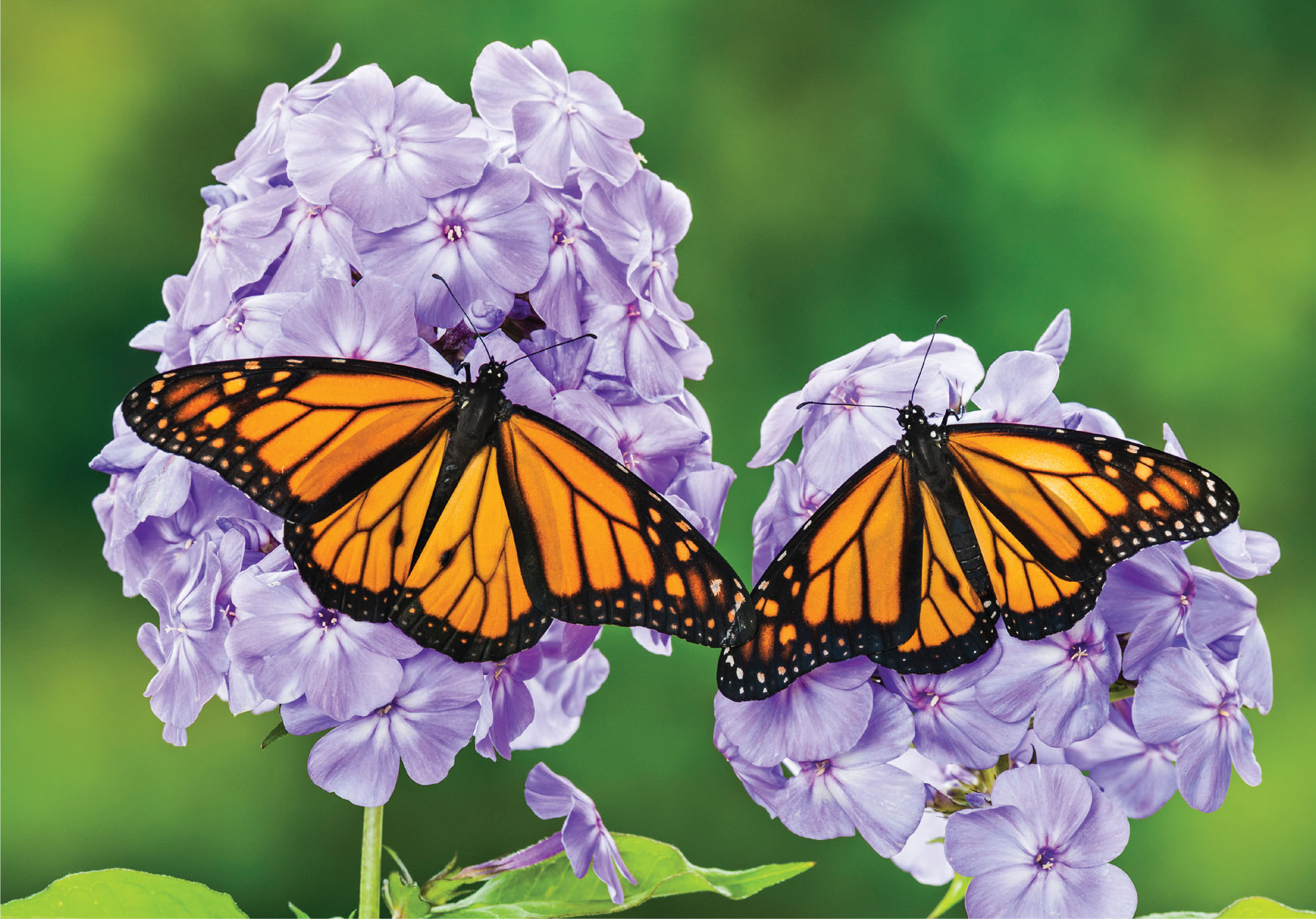 KITCHIN AND HURSTGETTY IMAGES Monarchs on garden phlox Do a little research - photo 9