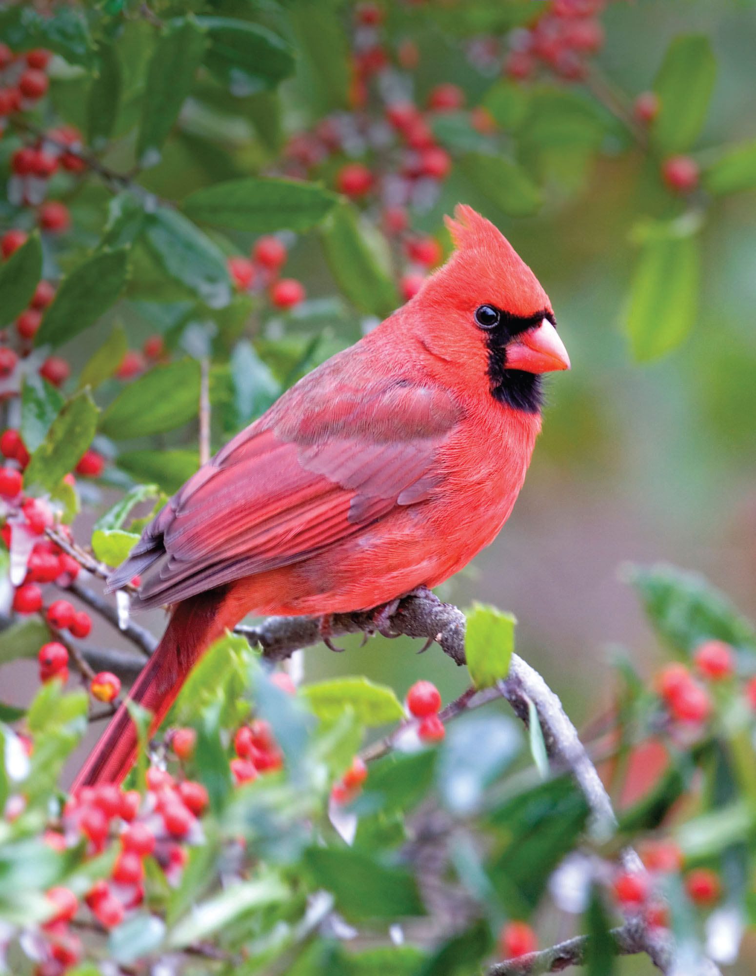 STEVE AND DAVE MASLOWSKI Northern cardinal BRING IN THE CARDINALS Follow these - photo 10