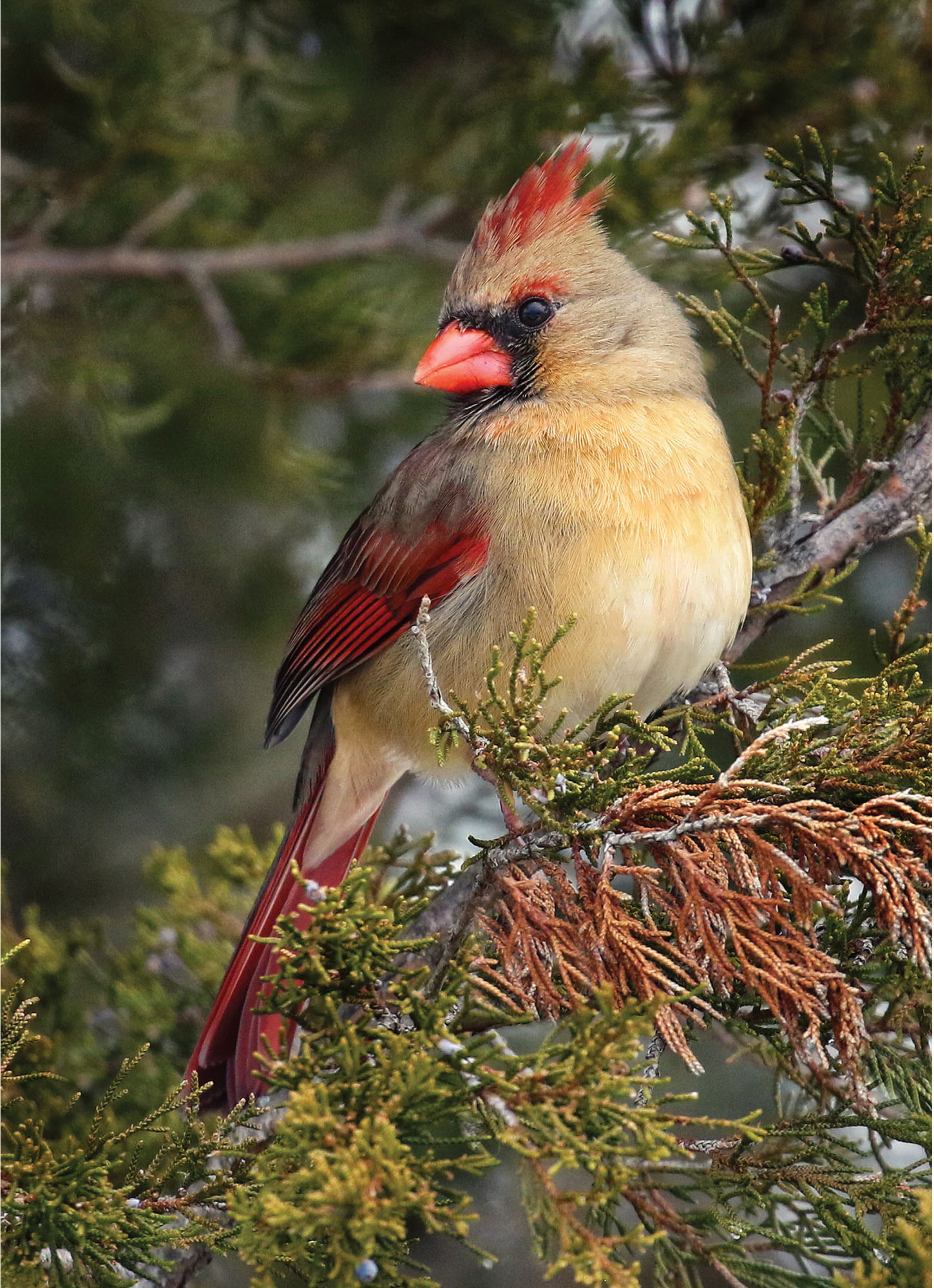 MICHAEL ABEL Female cardinal OPEN HOUSE Knock knock Its time to take a peek - photo 12