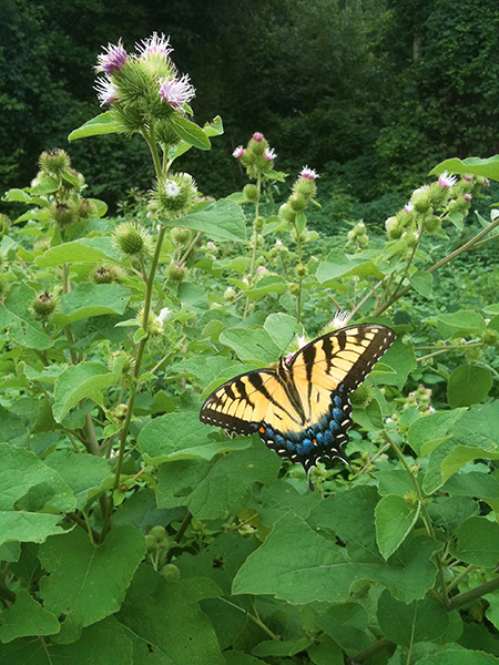 Burdock root can be used as a metabolic tonic and a nourishing food MIDWEST - photo 1