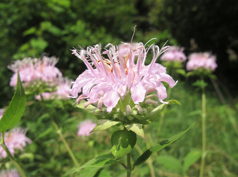 Monarda fistulosa wild bergamot is often incorporated into landscape designs - photo 9