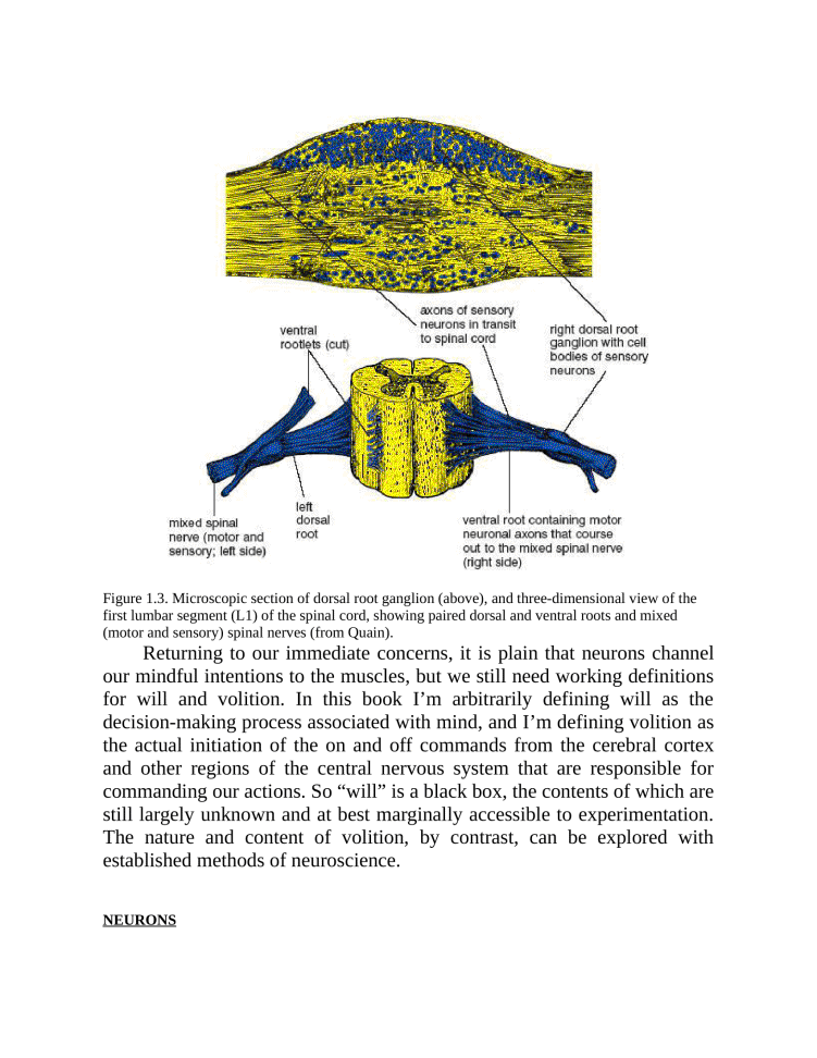 Anatomy of Hatha Yoga Exercise A Guidebook for Trainees Educators as well as Experts - photo 32