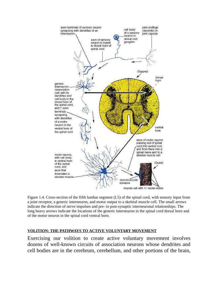 Anatomy of Hatha Yoga Exercise A Guidebook for Trainees Educators as well as Experts - photo 35