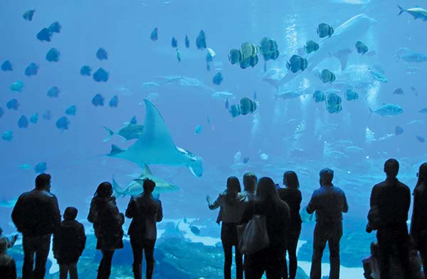 Georgia Aquarium Midtown With a critical mass of landmarks like the High - photo 28