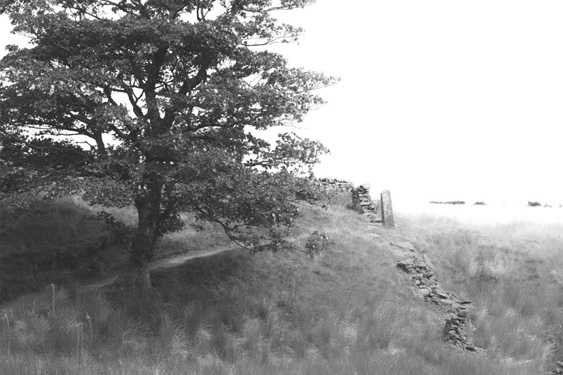 Foxgloves and rushes by the sycamore on what was Lower Withins Land Anni - photo 3