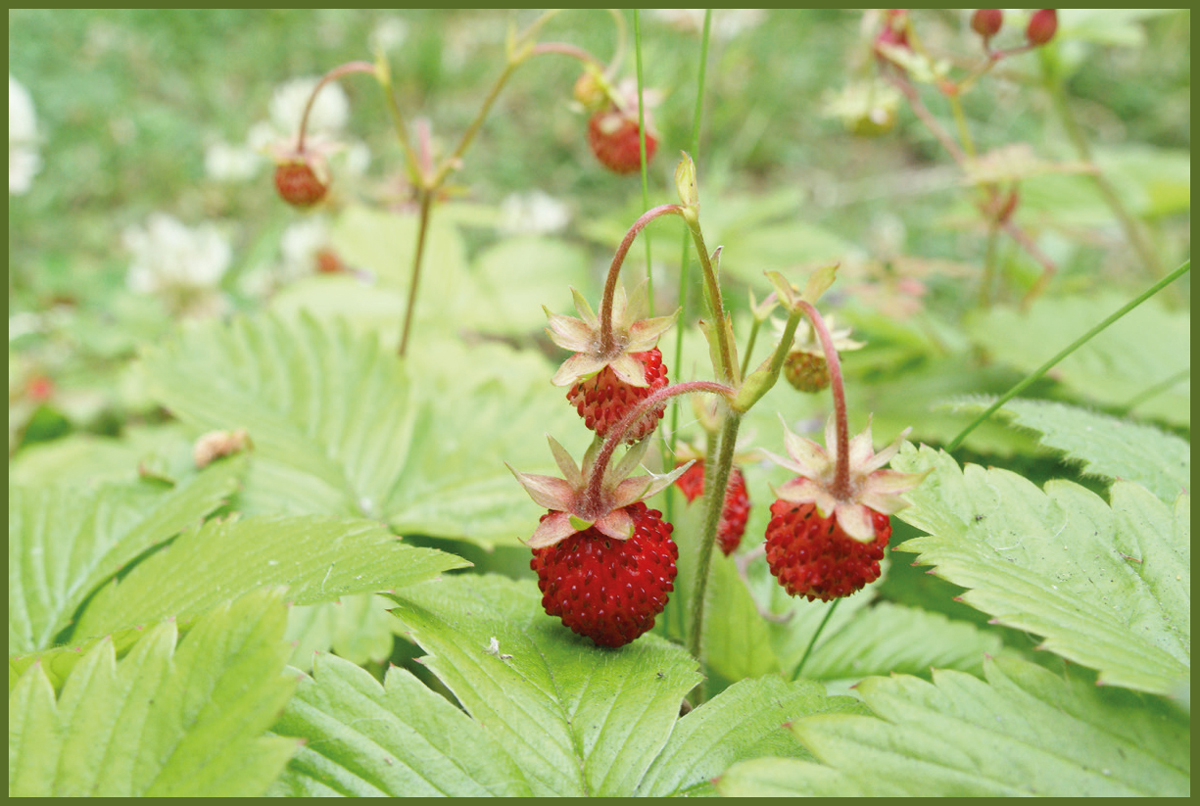 Wild strawberry plant Courtesy of Arvind CC BY-SA 30 FOREWORD When David - photo 5