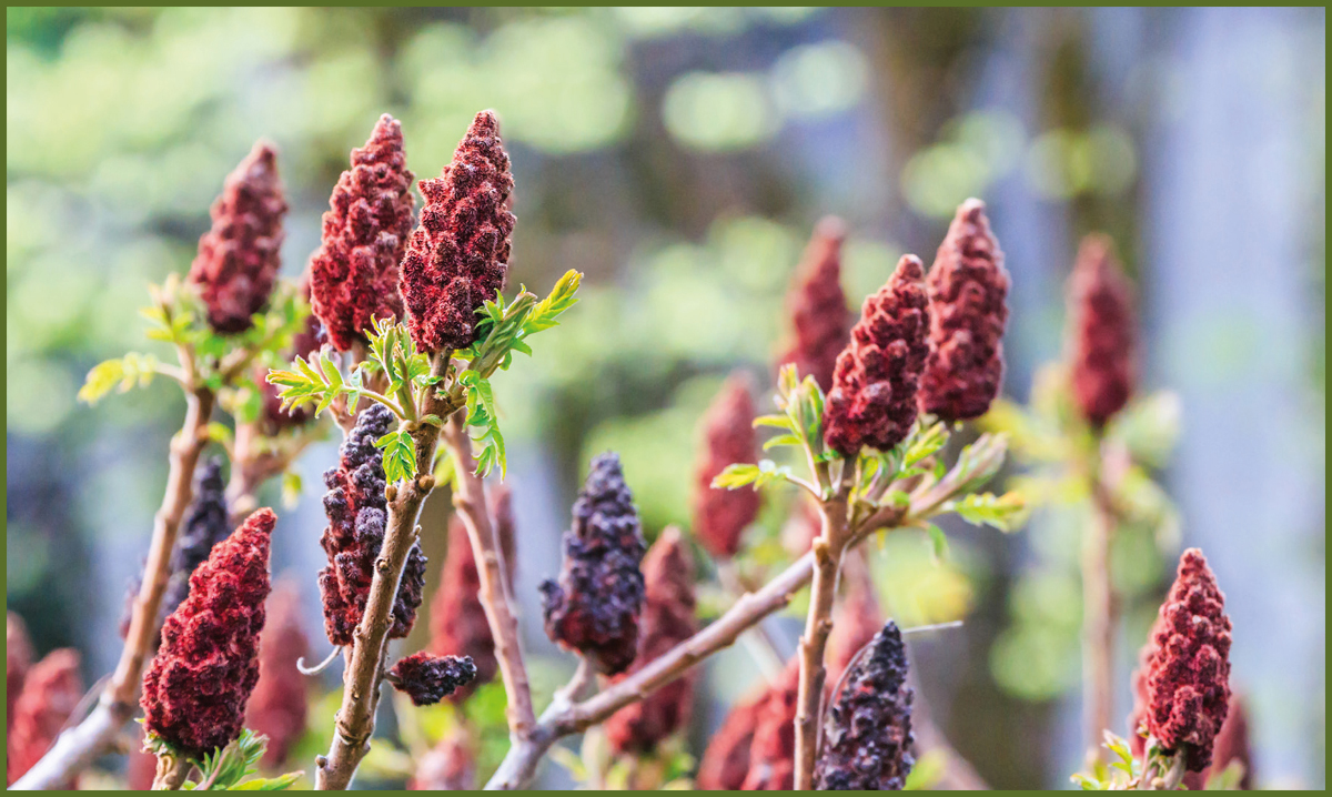 Staghorn sumac shoots and fruit clusters from last year In my work as a - photo 7