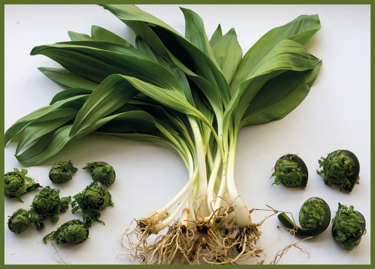 Ostrich fern fiddleheads and wild leeks Before using plants found in the wild - photo 6