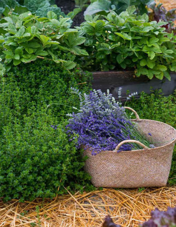 The Backyard Gardener Simple Easy and Beautiful Gardening with Vegetables Herbs and Flowers - image 2