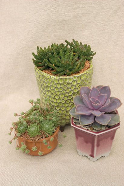 Succulent Container Gardens Design Eye-Catching Displays with 350 Easy-Care - photo 1