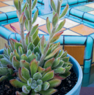 Succulent Container Gardens Design Eye-Catching Displays with 350 Easy-Care Plants - photo 4