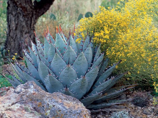 TOUGH PLANTS FOR EVERY CLIMATE HARDY SUCCULENTS GWEN MOORE KELAIDIS - photo 1