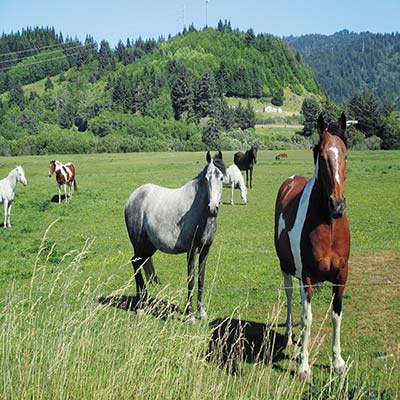 horses near Pistol River Samuel H Boardman State Scenic Corridor - photo 10