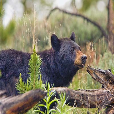 black bear elk antler arch Jackson - photo 14