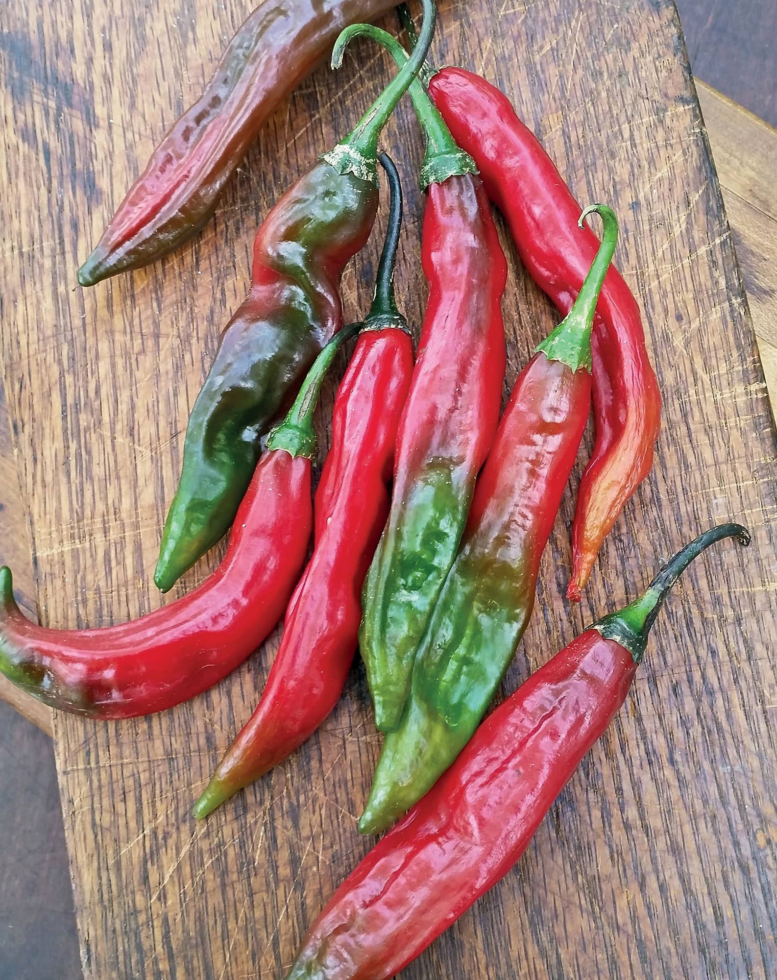 Aji escabeche Capsicum baccatum from Peru is an indigenous pepper that is hot - photo 4