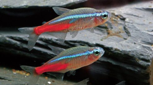 This red Ranchu is simple to keep relaxing to watch and should be within the - photo 5