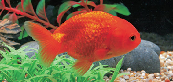 Neon Tetras are deservedly popular tropical fish and are stocked by all aquatic - photo 6